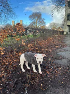 American Staffordshire Terriër te koop verkopen Amsterdam Nederland - 5167