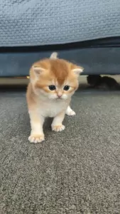 Britse korthaar kitten - afbeelding 2