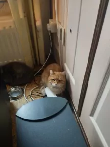 Twee lieve katten samen of apart zoekend naar thuis - afbeelding 4