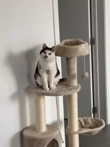 Lieve poes zoekt een warm en liefdevol thuis - afbeelding 4