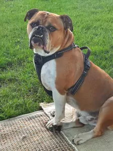 Old English Bulldog te koop verkopen Roosendaal Nederland - 5350