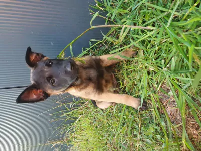 Mechelse herder te koop verkopen Sint-Truiden Belgie - 4703