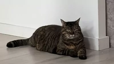 Super lieve kruising maine coon - afbeelding 5