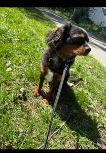 Lieve slimme Yoshi zoekt liefdevol baasje. - afbeelding 4