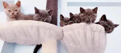Brits korthaar kittens - afbeelding 3