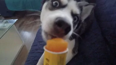 Husky zoekt een nieuwe plek. - afbeelding 5