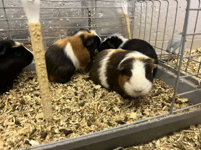 4 cavias for free - afbeelding 2