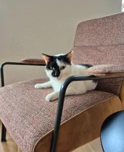Kater Vlek (8 jaar) - afbeelding 5
