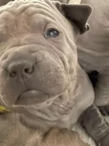 Thai Ridgeback Dog te koop verkopen   - 5158