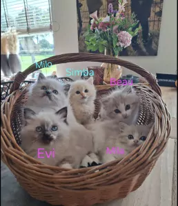 Ragdoll te koop verkopen Nijeholtpade Nederland - 5765