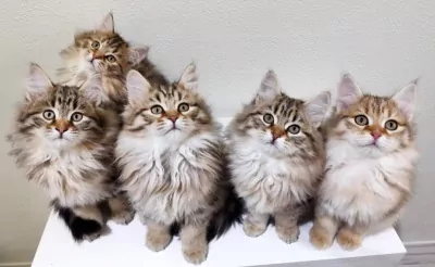 Prachtige Siberische kat kittens - afbeelding 2