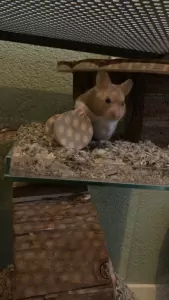 Goudhamster gratis op te halen - afbeelding 6