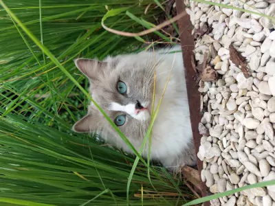 Ragdoll 4 jaar - afbeelding 5
