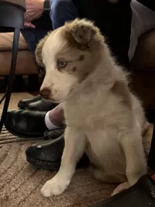 Border collie pup van 9 weken - afbeelding 2
