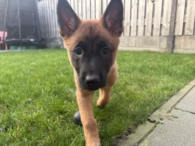 Mechelse herder te koop verkopen Boxmeer Nederland - 5092