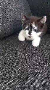 2 mooie kittens katertjes - afbeelding 2