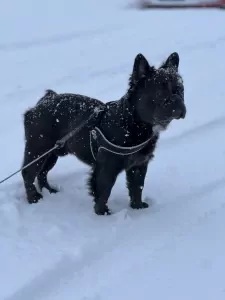 Fluffy franse buldog 2 jaar - afbeelding 5
