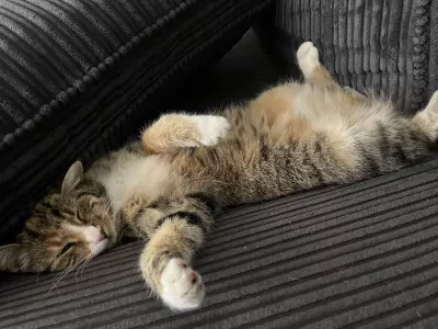 Britse korthaar vrouwtje - afbeelding 5