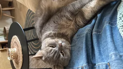 Lieve Britse korthaar poes - afbeelding 3