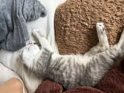 Kitten - 12 weken (alles mag mee) - afbeelding 3