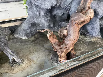 Boa constrictor Salmon Hypo Vrouw - afbeelding 4