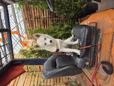 Pomsky te koop verkopen Putte Belgie - 5291