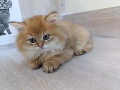 Britse langhaar golden kitten katertje - afbeelding 5