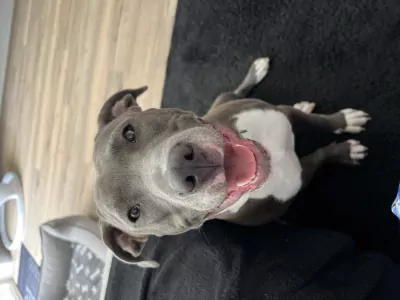 American Staffordshire Terriër te koop verkopen Velserbroek Nederland - 4692