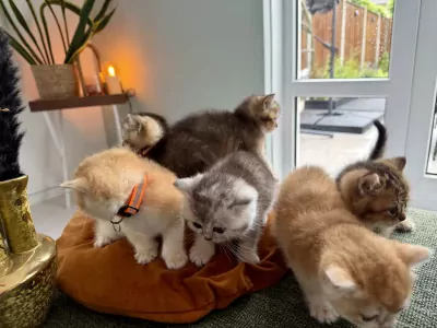 Britse korthaar kittens met stamboom - kampioenslijn - afbeelding 5