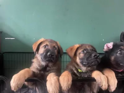 2 Duitse herder pups 💙❤️ - afbeelding 2