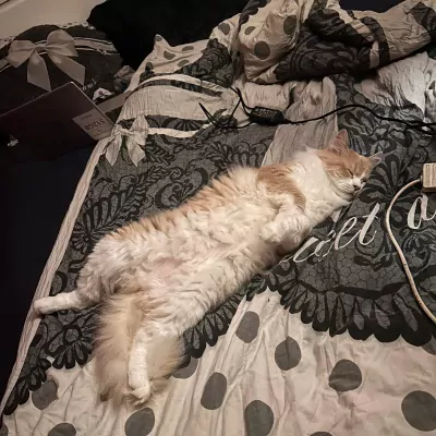 Lieve, knappe Toby zoekt zijn 4ever home - afbeelding 4