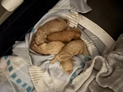 Poedel te koop verkopen Mortsel Belgie - 5189