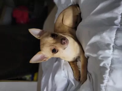 Lieve pomchi meisje - afbeelding 3