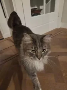 Liefdevol thuis gezocht voor twee hele lieve Ragdolls ❤️ - afbeelding 6