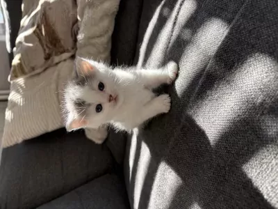 Kittens - afbeelding 3