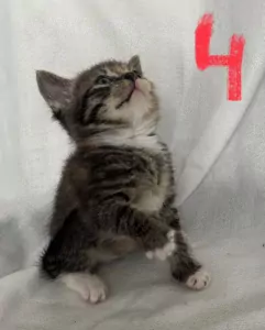 4 lieve mooie dames kittens - afbeelding 5