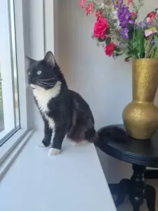 Ragdoll te koop verkopen Westbeemster Nederland - 5536