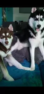 Siberische husky te koop verkopen Arnhem Nederland - 5254
