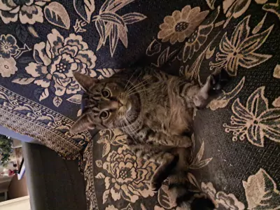 Lieve poes - afbeelding 2