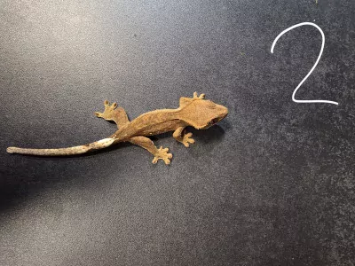 Wimper gecko - afbeelding 2