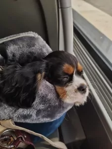 Cavalier King Charles-spaniël te koop verkopen Aalst Belgie - 5734