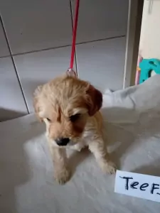 labradoodles - afbeelding 5