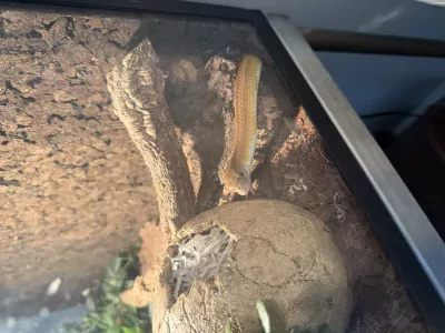 Rattenslang - 3,5 jaar oud gratis met terrarium - afbeelding 2