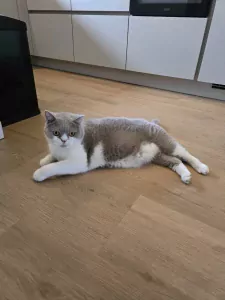 Nieuw, liefdevol baasje gezocht voor onze Britse Korthaar - afbeelding 4