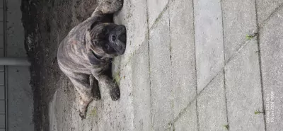 Bull mastiff buddy - afbeelding 6