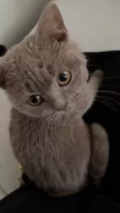 Kat te koop, brits korthaar. - afbeelding 4