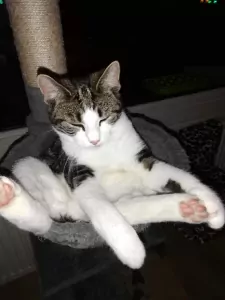 Zeer liefe poes aangeboden. - afbeelding 3
