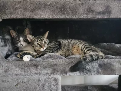 2 bijna 1jarige kittens te koop - afbeelding 5