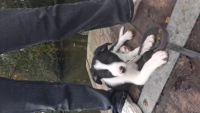 Sportieve border collie pup zoekt zijn mand - afbeelding 3