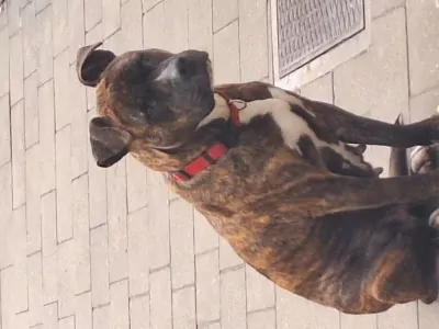 Stafford teefje zoekt warme thuis - afbeelding 3